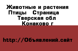 Животные и растения Птицы - Страница 2 . Тверская обл.,Конаково г.